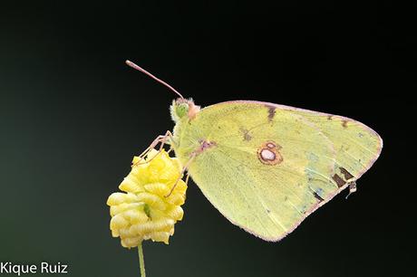 ¿Por qué fotografía macro?