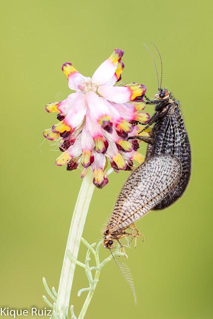 ¿Por qué fotografía macro?