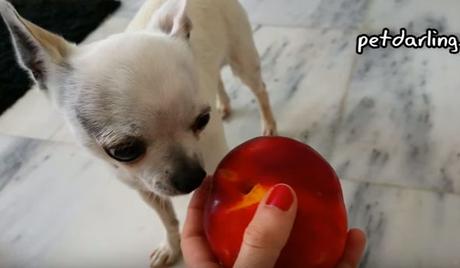 frutas que pueden comer los perros