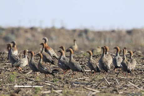 Sur bonaerense  I (Visita al Santuario Natural del Cauquén Colorado)
