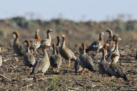 Sur bonaerense  I (Visita al Santuario Natural del Cauquén Colorado)