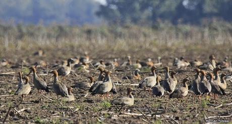 Sur bonaerense  I (Visita al Santuario Natural del Cauquén Colorado)