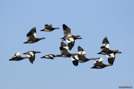 Sur bonaerense  I (Visita al Santuario Natural del Cauquén Colorado)