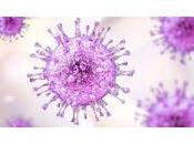 Citomegalovirus fortalece Sistema Inmunológico