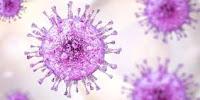 El Citomegalovirus  fortalece el Sistema Inmunológico