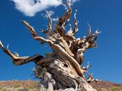 mostramos árbol antiguo mundo (porque nunca poder verlo personalmente)
