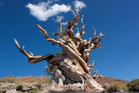 El árbol más antiguo del mundo