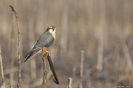 Sur bonaerense  I (Visita al Santuario Naturl del Cauquén Colorado)
