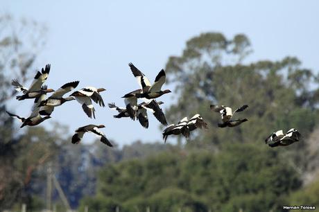 Sur bonaerense  I (Visita al Santuario Naturl del Cauquén Colorado)