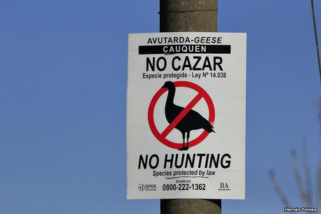 Sur bonaerense  I (Visita al Santuario Naturl del Cauquén Colorado)