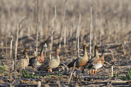 Sur bonaerense  I (Visita al Santuario Naturl del Cauquén Colorado)