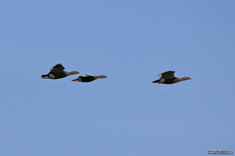 Sur bonaerense  I (Visita al Santuario Naturl del Cauquén Colorado)