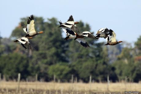 Sur bonaerense  I (Visita al Santuario Naturl del Cauquén Colorado)