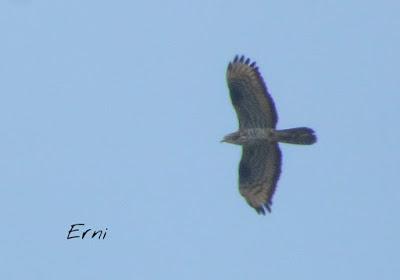 ALGÚN EJEMPLO DE LA AVIFAUNA DE LAREDO