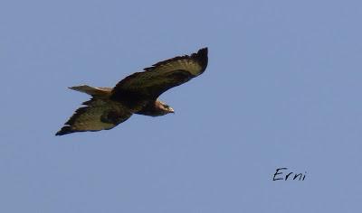 ALGÚN EJEMPLO DE LA AVIFAUNA DE LAREDO