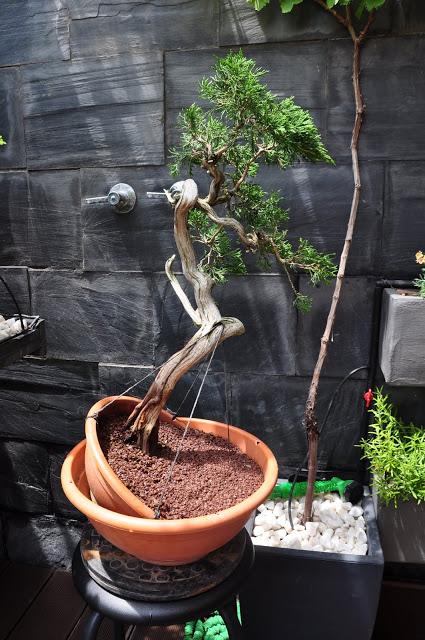 Nº 115 Sabina rastrera