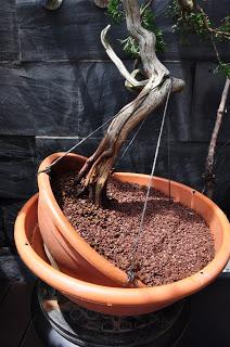 Nº 115 Sabina rastrera