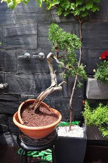 Nº 115 Sabina rastrera