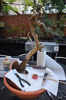 Nº 115 Sabina rastrera