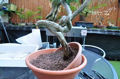 Nº 115 Sabina rastrera