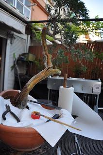 Nº 115 Sabina rastrera