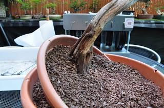 Nº 115 Sabina rastrera