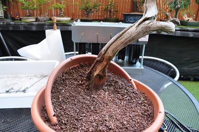 Nº 115 Sabina rastrera