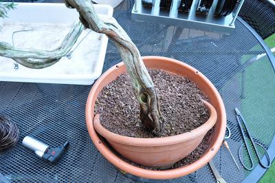 Nº 115 Sabina rastrera