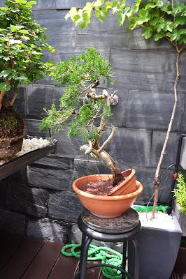 Nº 115 Sabina rastrera