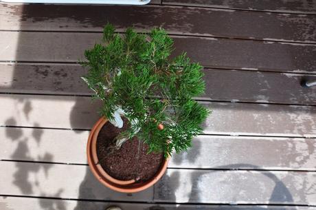 Nº 115 Sabina rastrera