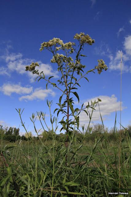 Polinizadores de chilcas