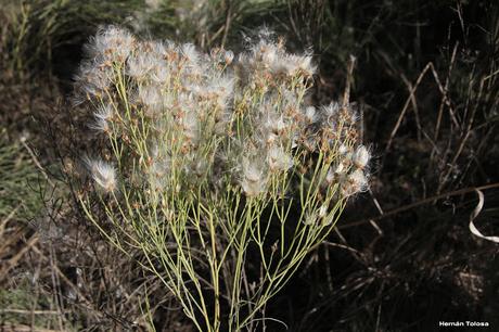 Polinizadores de chilcas
