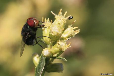 Polinizadores de chilcas