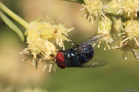Polinizadores de chilcas