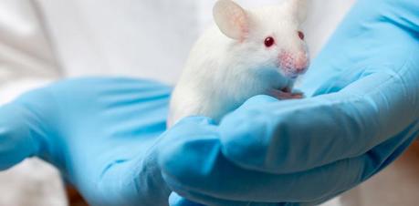 ¿Por qué los ratones son los animales de laboratorio?