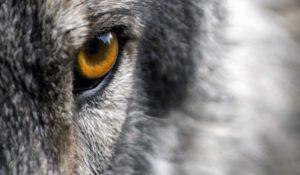 El Alfa, Beta, Omega y otros tipos de personalidad ¿Cuál eres tú? alfa omega