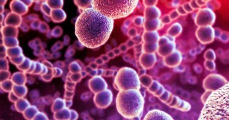 Enterogermina Flora microbiana