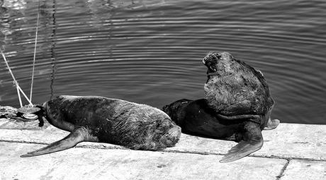 Dos lobos marinos al sol en la banquina de pescadores del puerto.