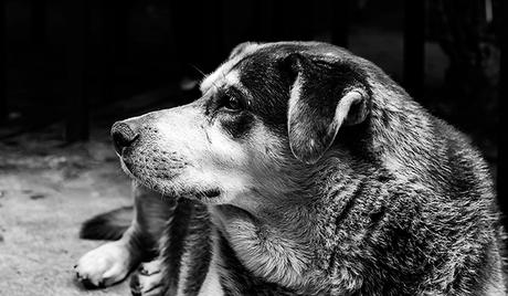 Retrato ByN de perfil de un perro.