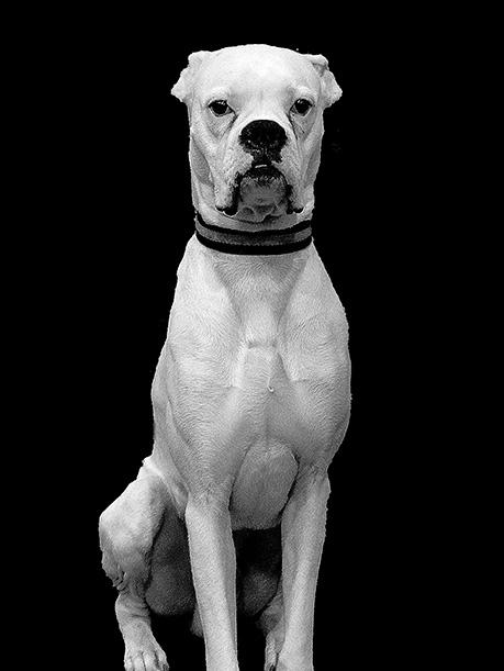 Perro blanco sobre fondo negro.