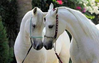 Hasta que la mente nos separe Hasta que la mente nos separe