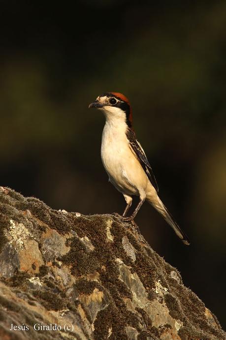 LANIIDAE. SHRIKES. ALCAUDONES