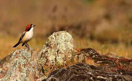 LANIIDAE. SHRIKES. ALCAUDONES