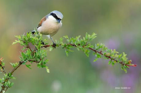 LANIIDAE. SHRIKES. ALCAUDONES