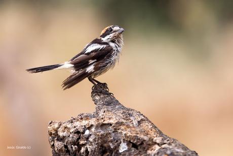 LANIIDAE. SHRIKES. ALCAUDONES