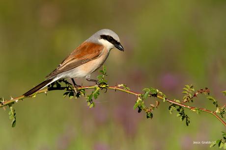 LANIIDAE. SHRIKES. ALCAUDONES