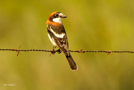 LANIIDAE. SHRIKES. ALCAUDONES