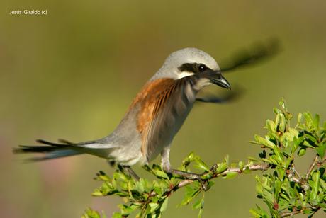 LANIIDAE. SHRIKES. ALCAUDONES