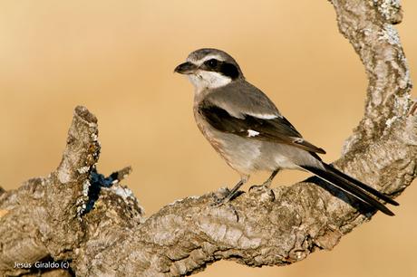 LANIIDAE. SHRIKES. ALCAUDONES