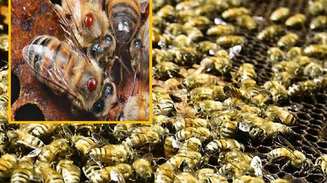 Importación de abejas con Loque Americana pone en riesgo la apicultura